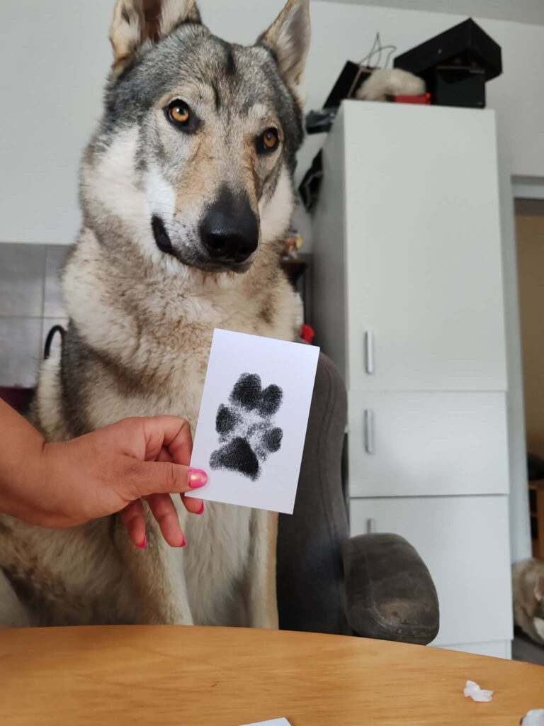 Kao što ste vidjeli na TikToku, ovo je Heze s njezinim otiskom šape napravljenim pomoću inkless pada — brzo, jednostavno i bez nereda.