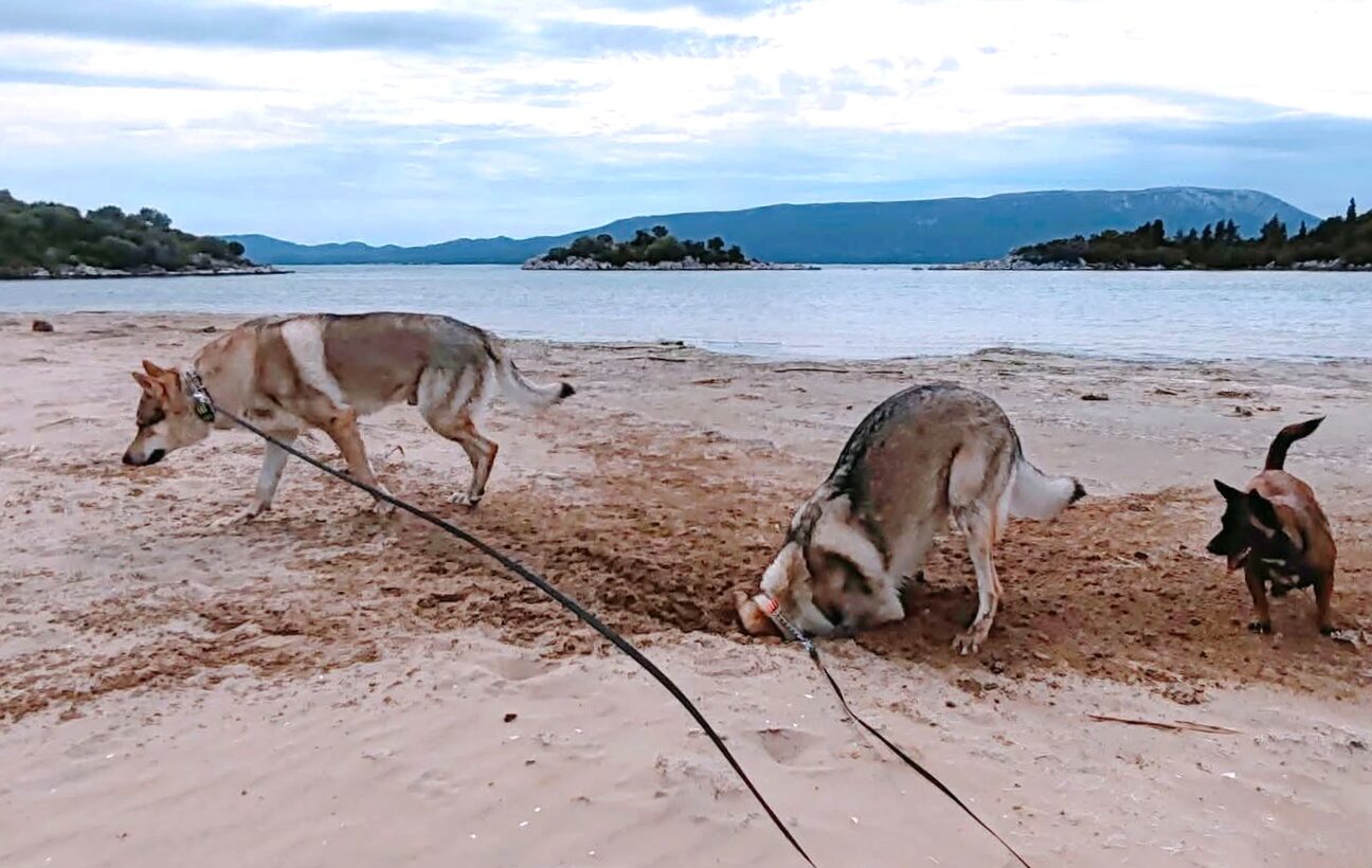 Jura, Nikita i Heze osigurani Barkibu osiguranjem u Hrvatskoj